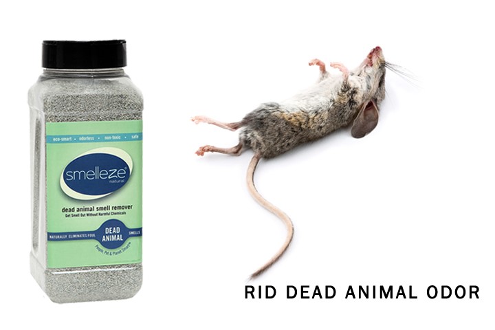 Rid Dead Animal Odor
